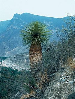 Yucca queretaroensis fh 0335 MEX B.jpg