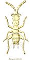 Zorotypus guineensis