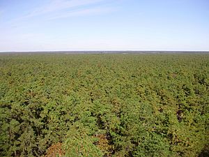 Archivo:2009-11-04 20-View north from the top of the Apple Pie Hill fire tower