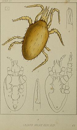 Acari, Myriopoda et Scorpiones hucusque in Italia reperta (1892) (16149610653).jpg