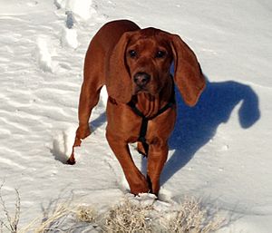 Archivo:Adolescent Redbone Coonhound in the snow