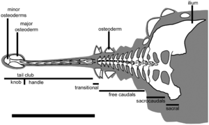 Archivo:Ankylosaurus tail terminology