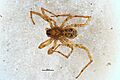 Anoteropsis forsteri-002