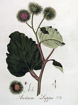 Archivo:Arctium lappa — Flora Batava — Volume v4