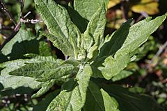 Archivo:Artemisia suksdorfii 6616