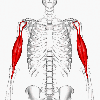 Biceps brachii muscle - animation01.gif
