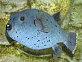 Black-spotted.puffer.arp
