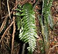 Blechnum chambersii 11
