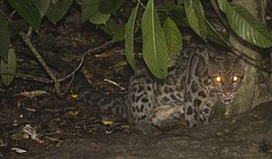 Borneo clouded leopard