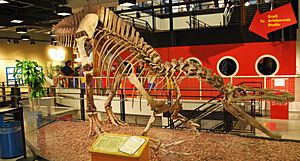Archivo:CCM Suchomimus cast