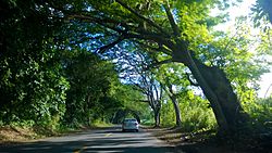 Carretera PR-165, Dorado, Puerto Rico (1).jpg