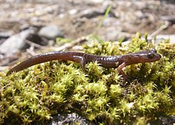 Clouded salamander calf creek miles odfw (4427770612).jpg