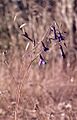 Conanthera trimaculata