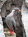 Cormoran gris en Puesto del japones
