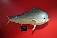 Archivo:Coryphaena hippurus at the Beaty Biodiversity Centre