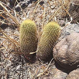 Archivo:Coryphantha erecta (Cactaceae)