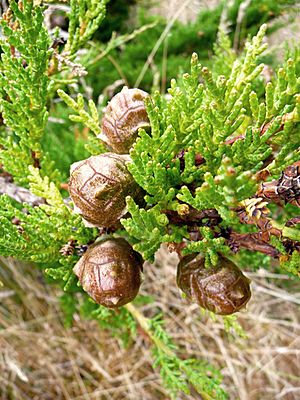 Archivo:Cupressus pygmaea foliage cones