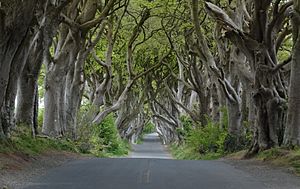 Dark Hedges near Armoy, Co Antrim (cropped).jpg