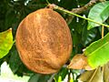 Detalhefrutopachira