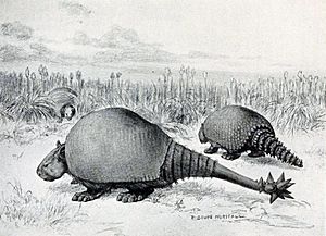 Archivo:Doedicurus and Glyptodon