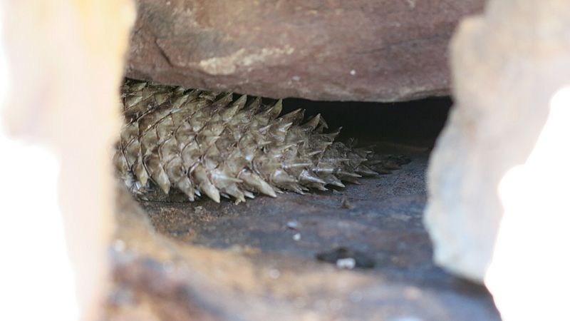 E stokesii