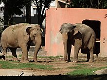 Archivo:Elefante-asiático no Zoológico de Sorocaba 3