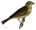 Emberiza hortulana 1