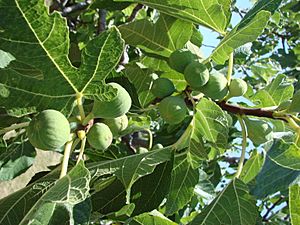 Archivo:Ficus carica jpg