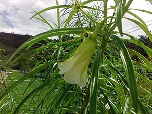 Archivo:Flor blanca de Thevetia peruviana