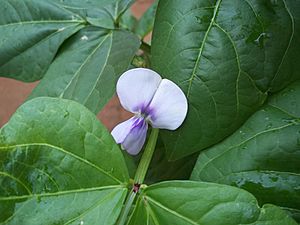 Archivo:Flor de caraotas
