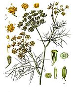 Archivo:Foeniculum vulgare - Köhler–s Medizinal-Pflanzen-148
