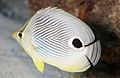 Four-Eye Butterflyfish (8422762054).jpg