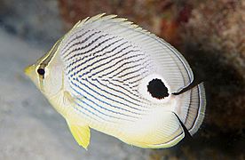 Four-Eye Butterflyfish (8422762054)