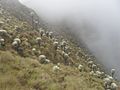 Frailejónes (Espeletia) en Sisavita
