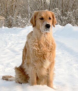 Archivo:Golden Retriever Reggy