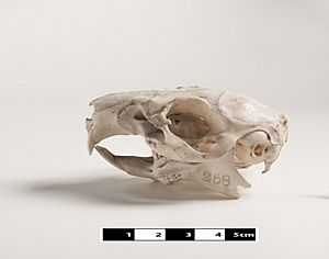 Archivo:Guinea pig skull. Cavia porcellus 02