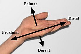 Archivo:Hand Directional Axes