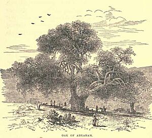 Archivo:Hebron Abraham oak