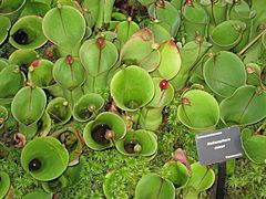 Heliamphora minor - Atlanta Botanical Garden.JPG