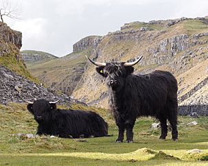 Archivo:Highland cattle above Malham Cove
