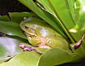 Hyla caerula Korallen-Laubfrosch