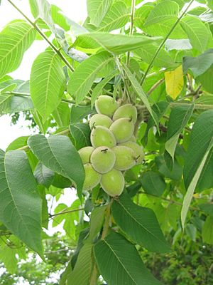 Archivo:Juglans mandshurica var. sieboldiana fruits