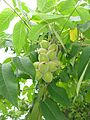 Juglans mandshurica var. sieboldiana fruits