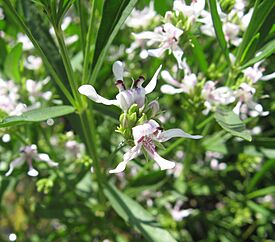 Justicia americana flower.jpg