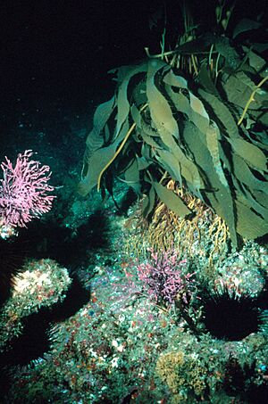 Archivo:Kelp 300
