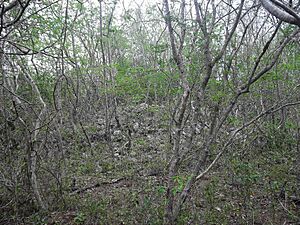Archivo:Kukab, Yucatán (04)