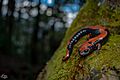 Lincoln's Mushroomtongue Salamander imported from iNaturalist photo 109996419 on 21 April 2022