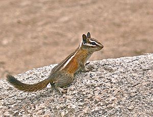 Archivo:Lodgepole Chipmunk (Neotamias speciosus)
