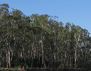 Archivo:Mallee