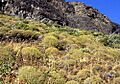 Mulinum spinosum 2